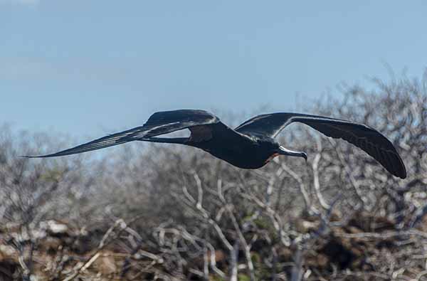 Fragata - isla Seymour Norte - islas Galápagos - Ecuador 21.jpg